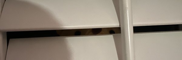 brodymuzzy Profile Banner