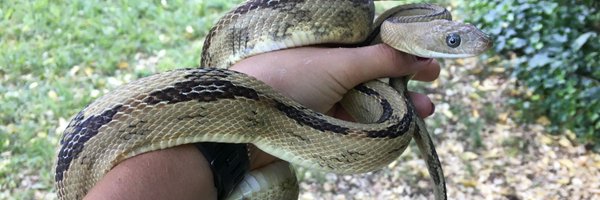 GiuliaPasquesi Profile Banner