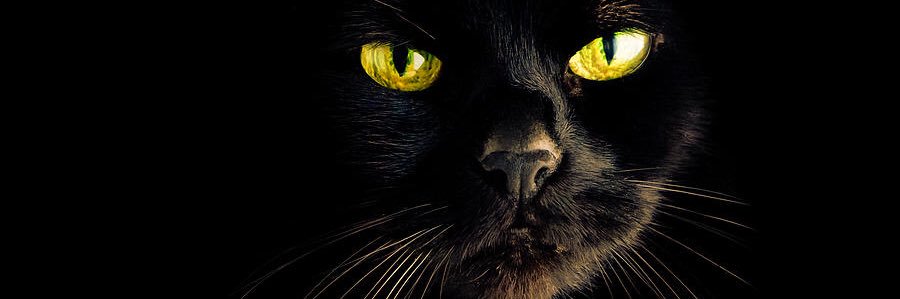 BSKalbani's profile banner image