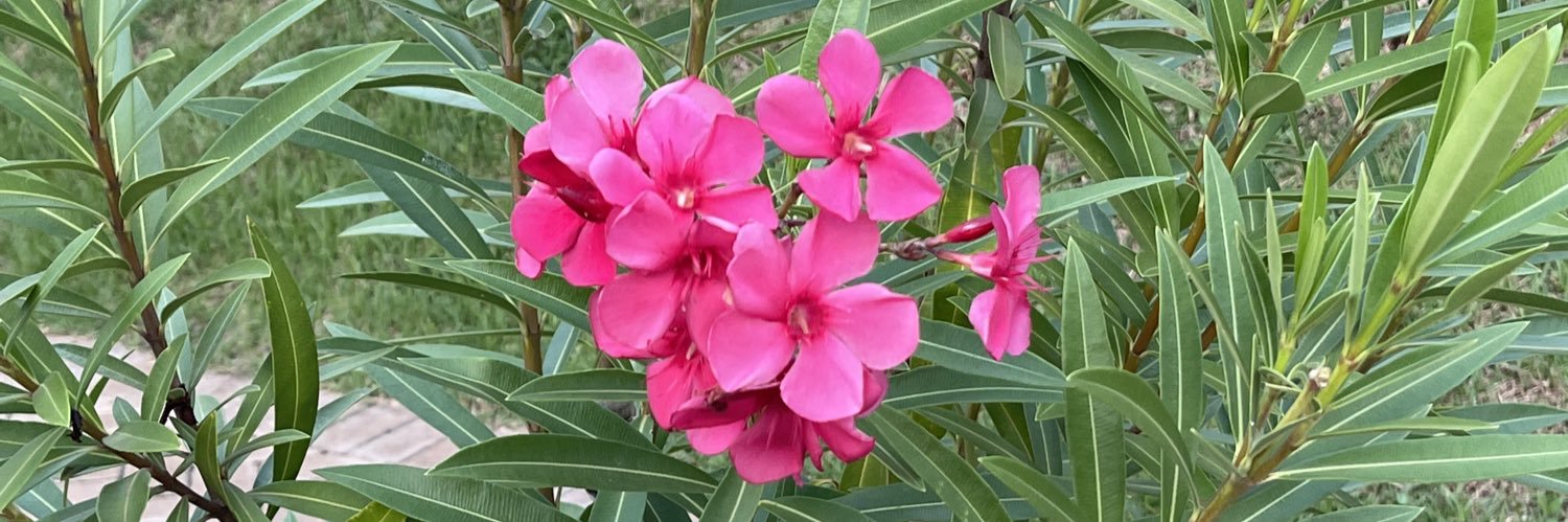 Carolin80980571's profile banner image