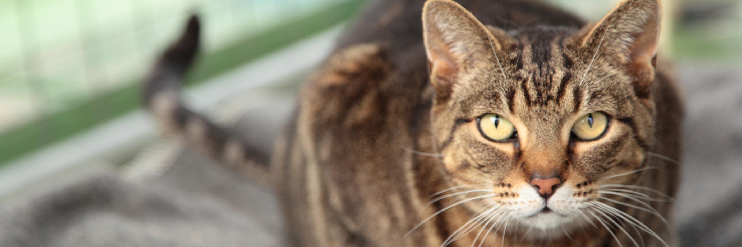 Cat Protection VIC banner