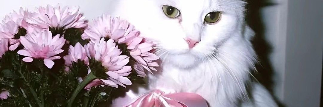 6calette's profile banner image