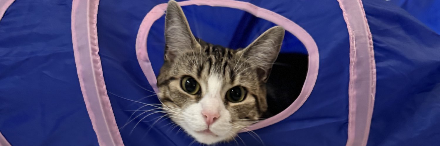caseyandhercat's profile banner image