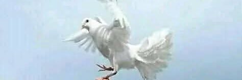 Full Options Global banner