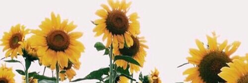 .*･ﾟMeg.*･ﾟ banner