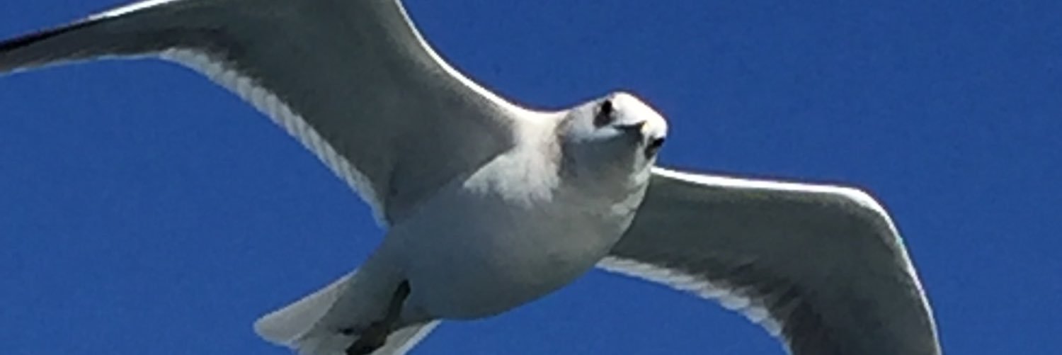 bojasem64's profile banner image
