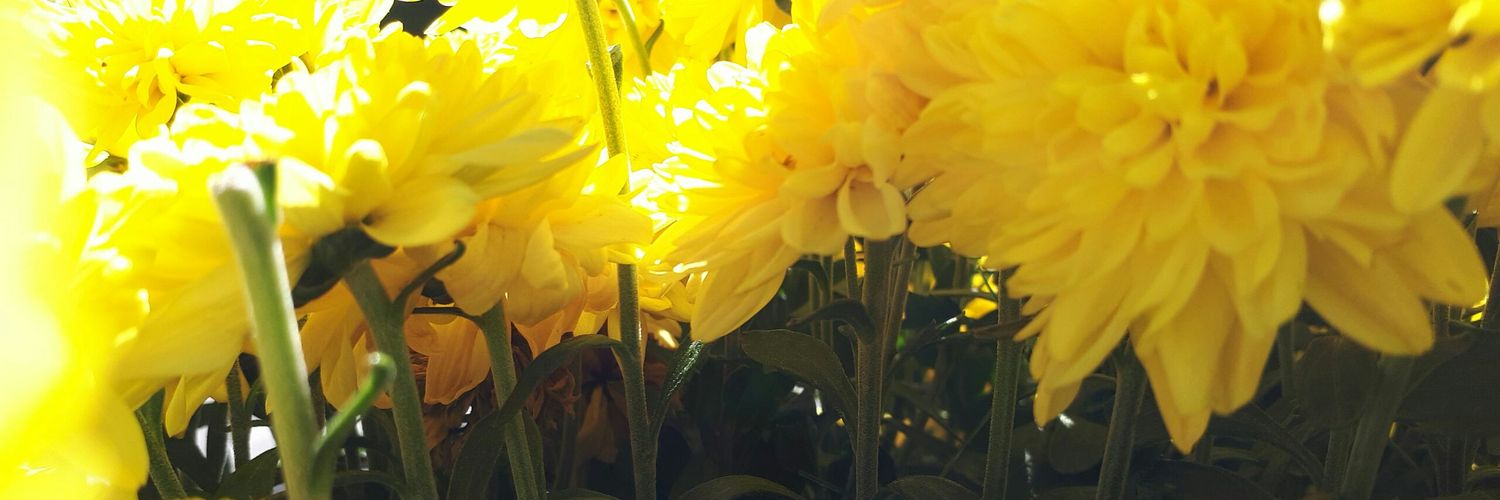 godden_ryan's profile banner image