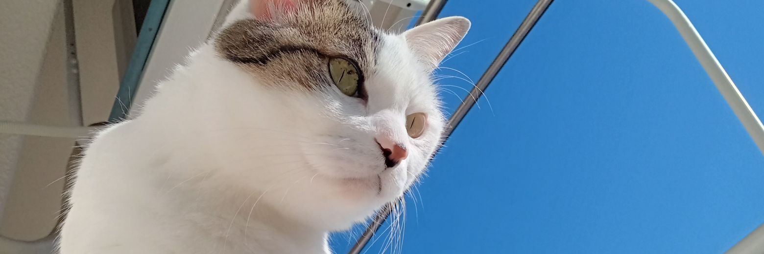 志摩🍴🩺 banner