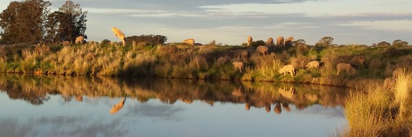 sheepGeekCP Profile Banner