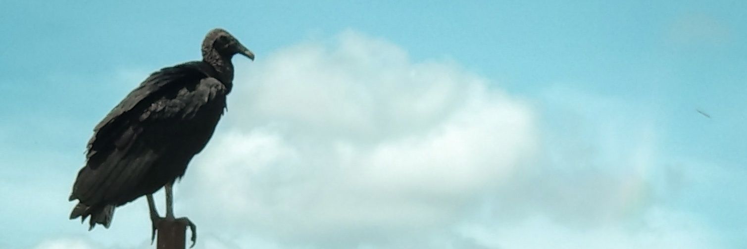 CarlosMonela's profile banner image