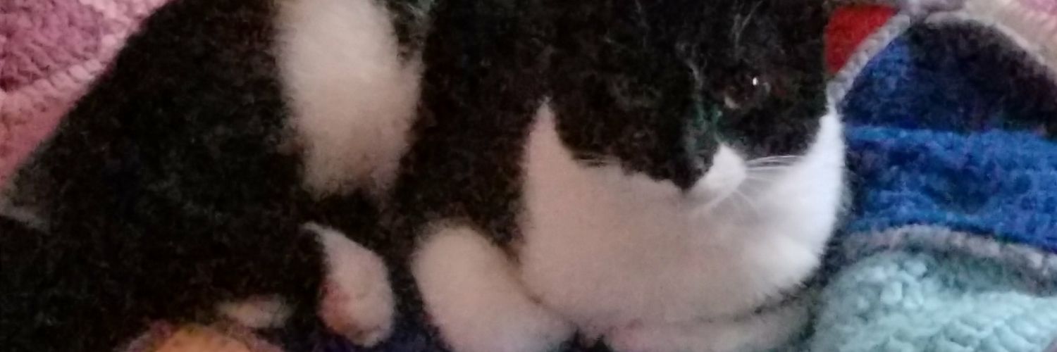 MinnieMousePics's profile banner image