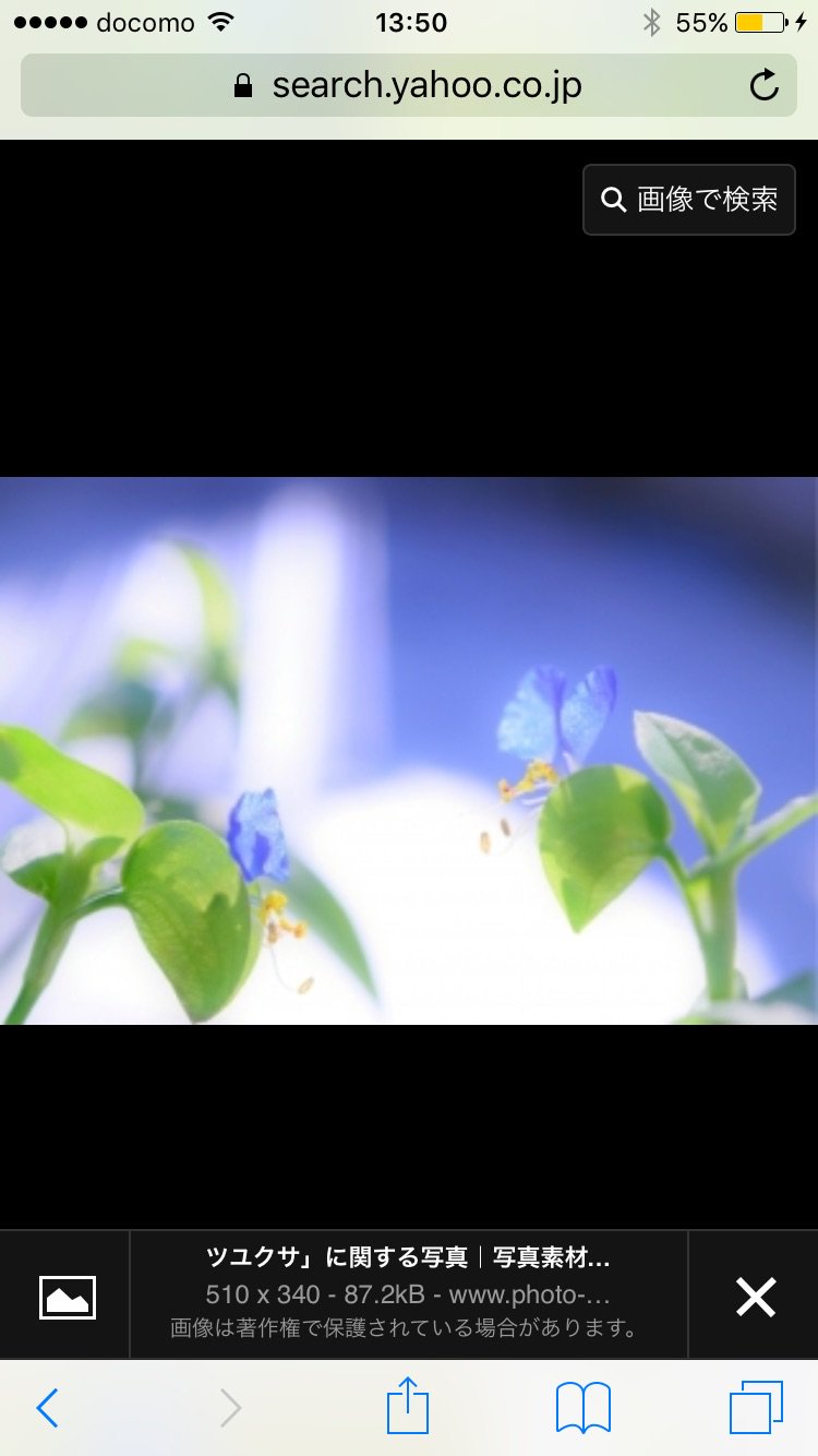 露草 banner