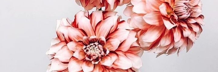 mflorbrizuela_'s profile banner image