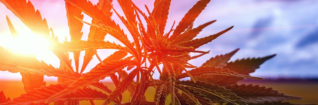 Top Pet CBD Products banner