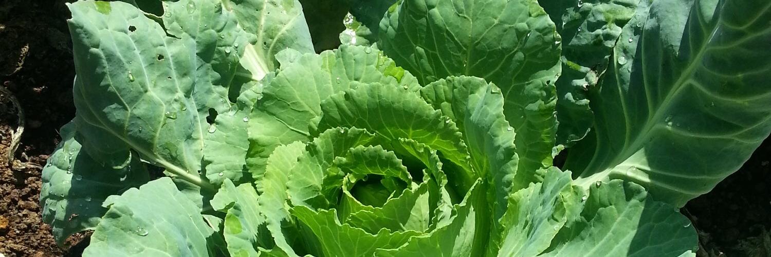 Anna Bach Faig banner