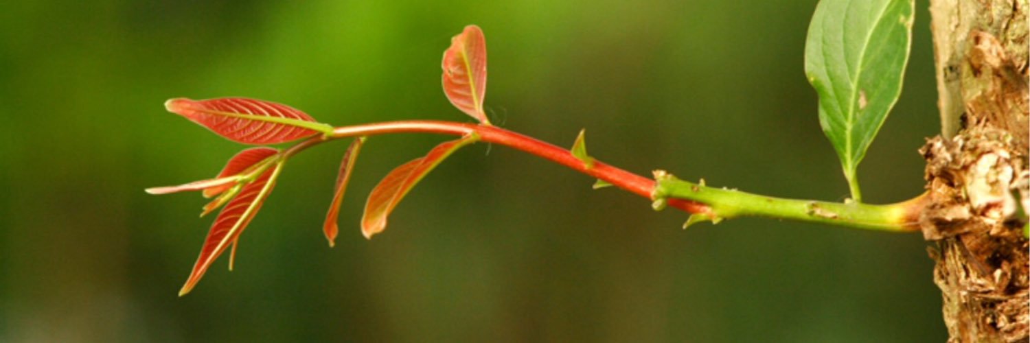 al2lm3ii's profile banner image