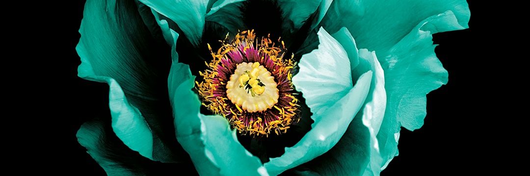 Simone Gilhotra banner