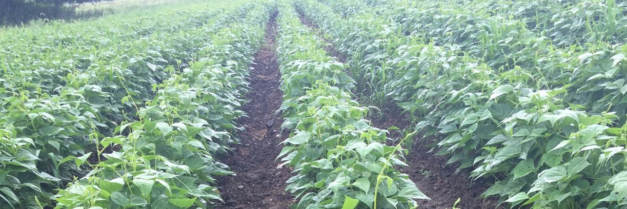 Purple Cow Organics banner