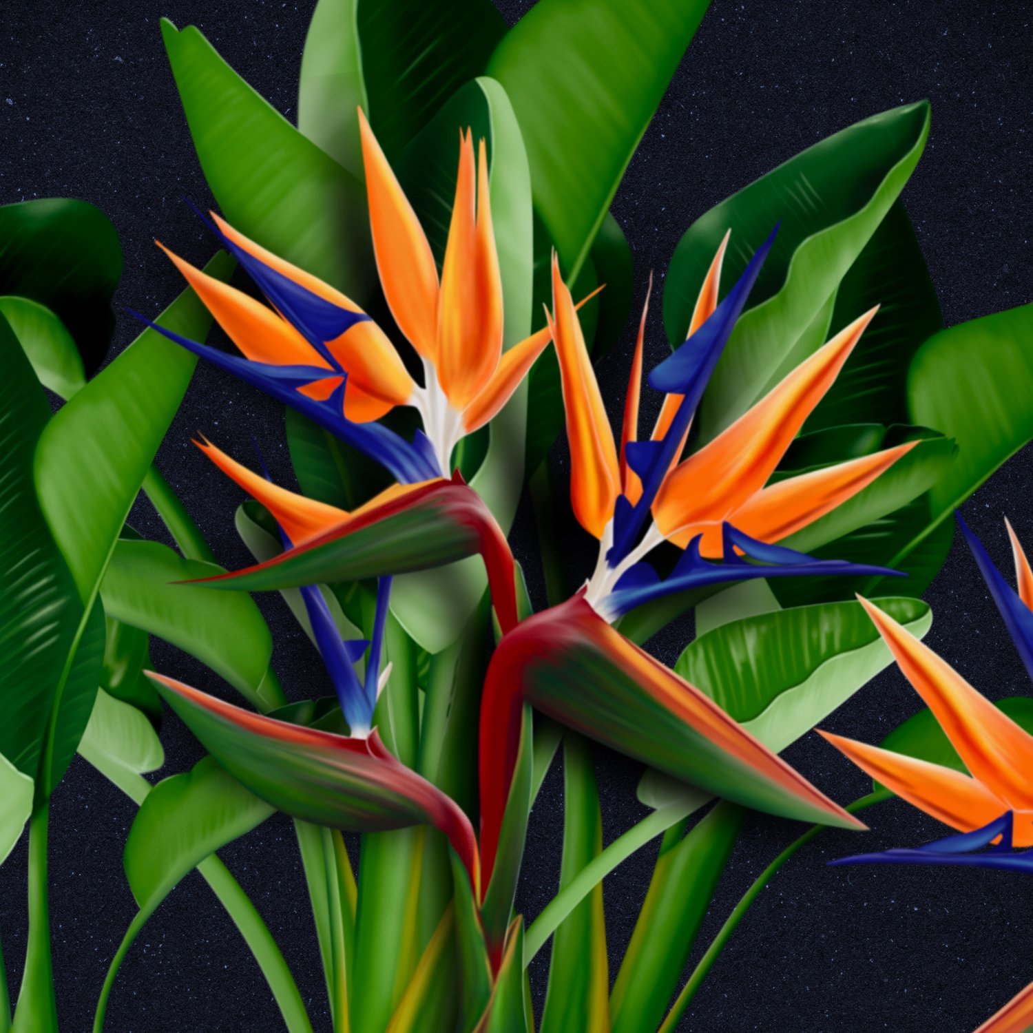 daisiesillus's profile banner image