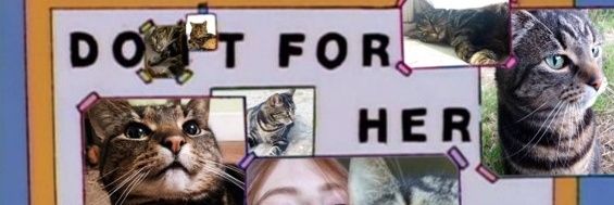 buttonedrose's profile banner image