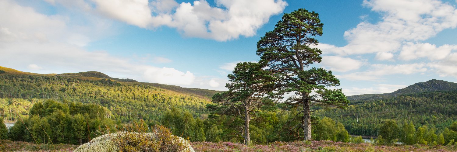 Trees for Life's banner