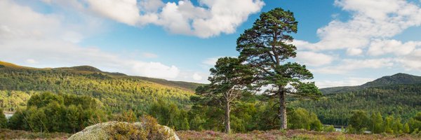 treesforlifeuk Profile Banner