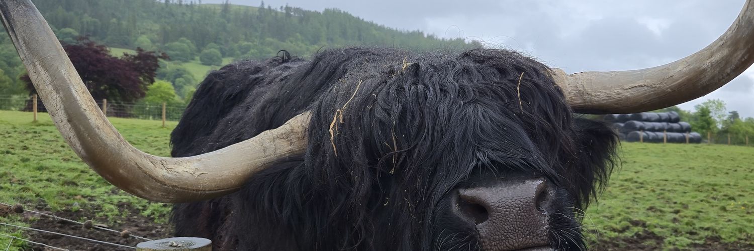 Jennifer - and all that jazz- Randall banner