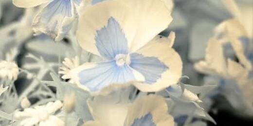 Atte_Carmen's profile banner image
