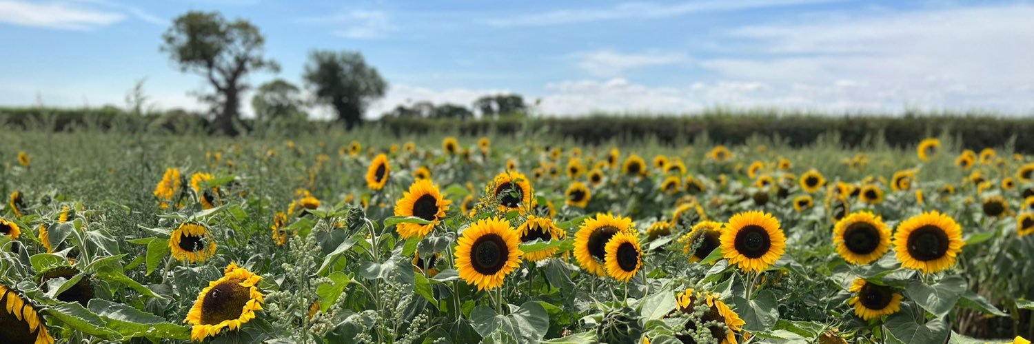 h 🌻 taco gc banner