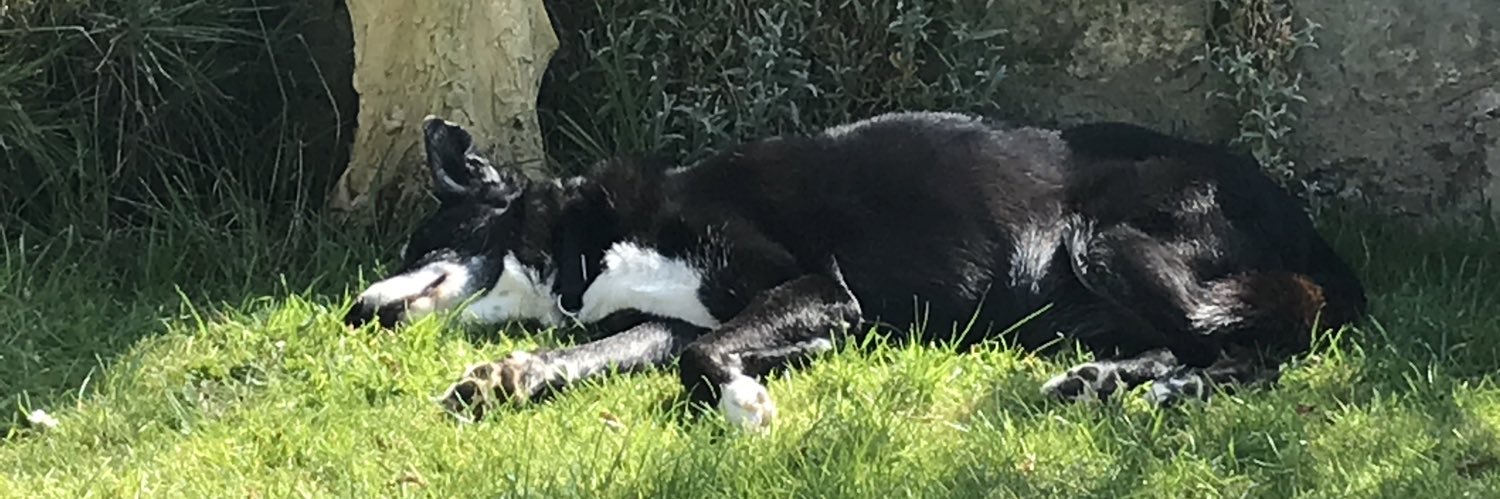 Sandra Tizzard banner