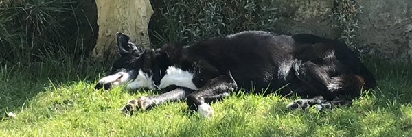 sandratizzard Profile Banner