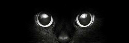 MerMer1D's profile banner image