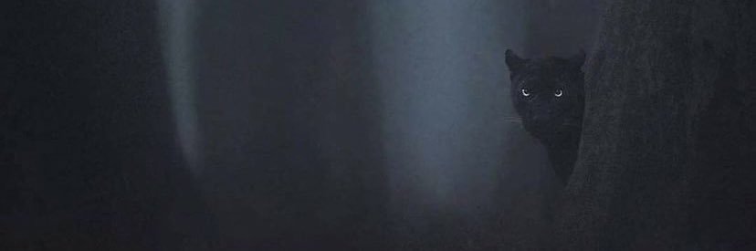 Fid☢️ banner