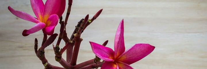 ZXZ3677's profile banner image