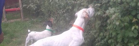 DUDUL CHASSE 35 banner