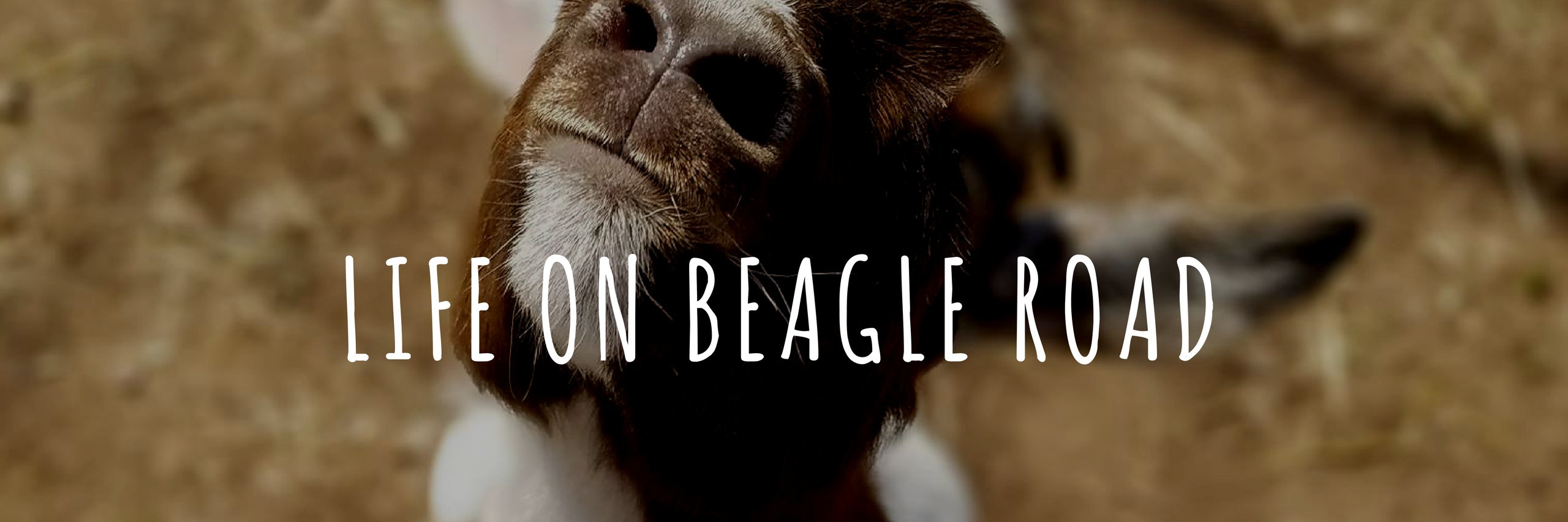 LifeonBeagleRd's profile banner image