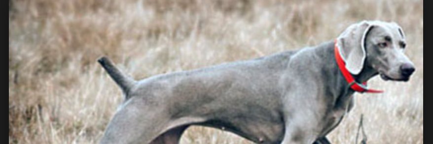 GYarmas's profile banner image