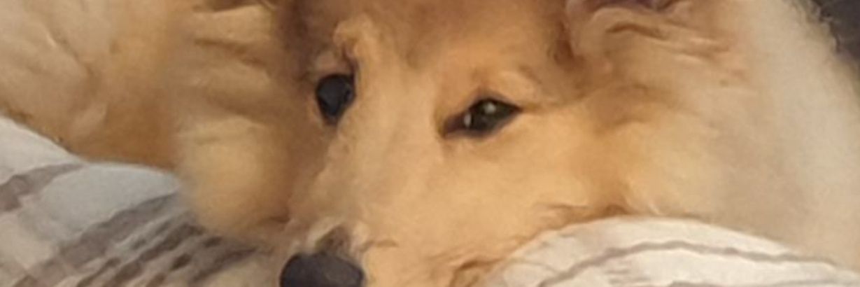 nogso's profile banner image