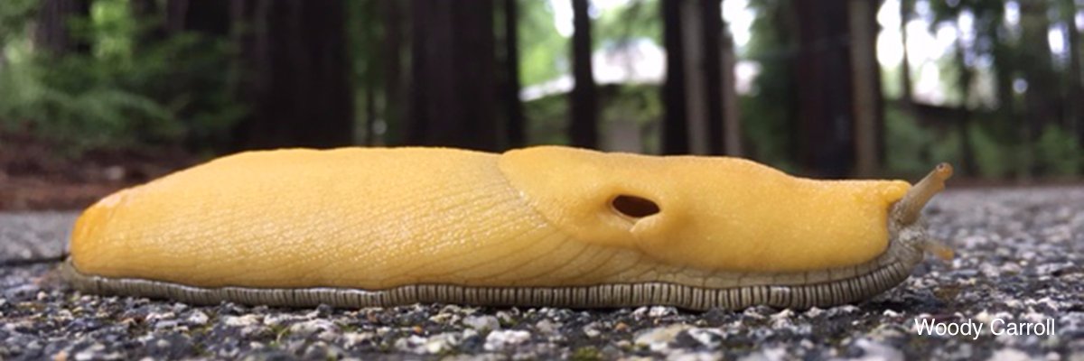 Film + Digital Media UC Santa Cruz banner