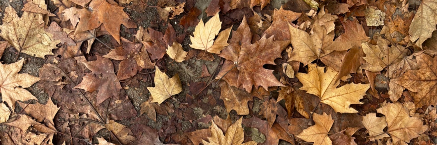 Paumascareno's profile banner image