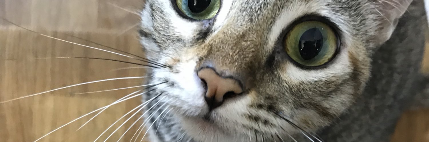 chiconeto's profile banner image