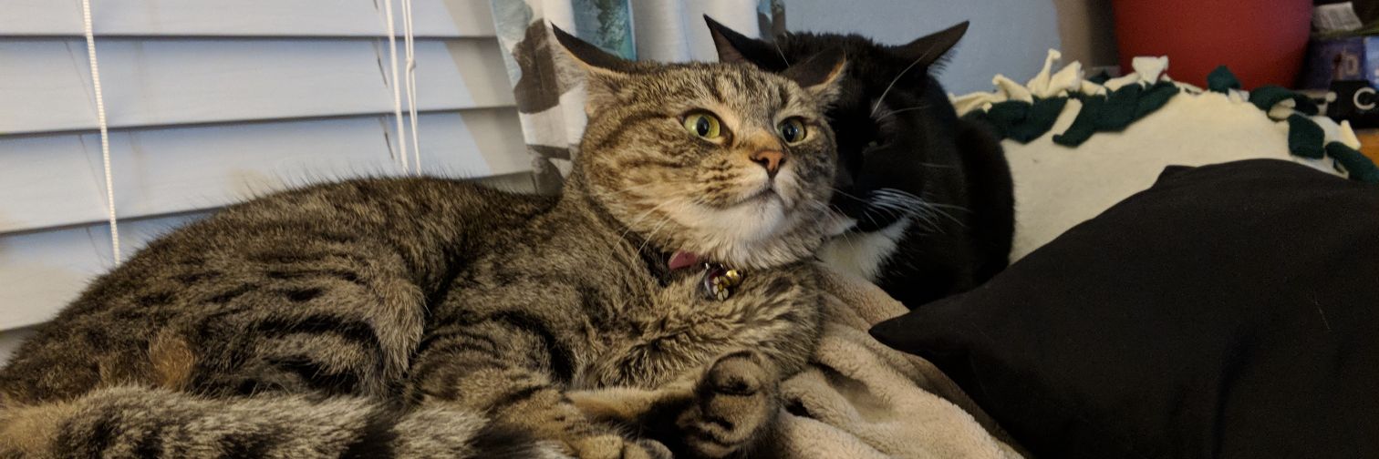Caitydid685's profile banner image