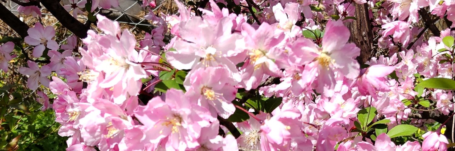 nanako2002's profile banner image