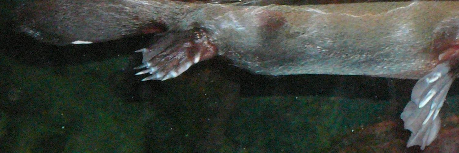 duckbeaver's profile banner image