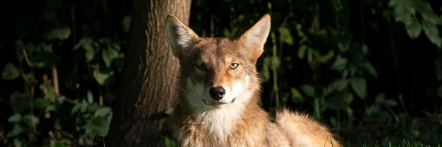 Coyote Watch Canada banner