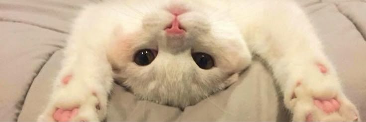 𝐓𝐢𝐩𝐬𝐲𝐊𝐢𝐭𝐭𝐲 banner