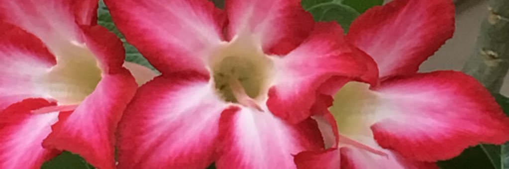 Kimberly Cave banner