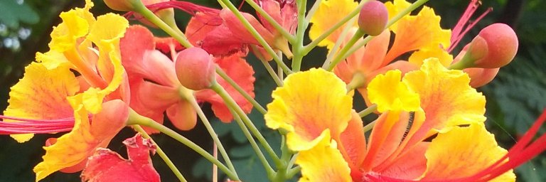 Peter Cummings II banner