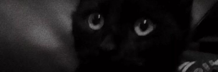 la_yojah's profile banner image