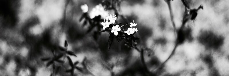 AnneJodoin's profile banner image